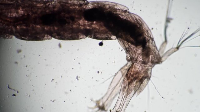 Transparent body with visible organs of the worm in microscope. Theme of micro biology and scientific microscopy. Microscopic protozoa in a drop of water magnification. Microcosm background.