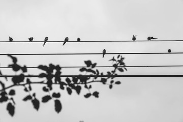 Group of swallow Hirundinidae Bird at power lines against dark sky.