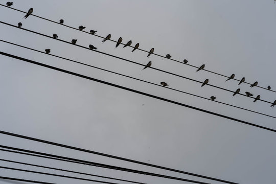 Group of swallow Hirundinidae Bird at power lines against dark sky.