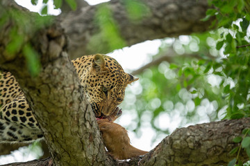 Fototapeta na wymiar A young male leopard and his mother on a kill in a tree with some hyaena interaction