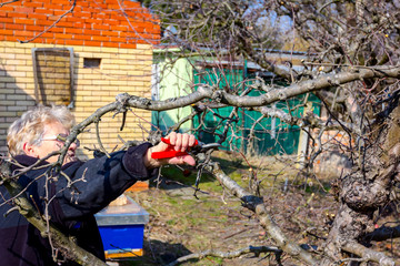 Elderly woman is cutting branches, pruning fruit trees with shears