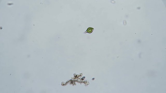 Unicellular organism Euglena under the microscope view.. Theme of laboratory biological research under microscope. Microscopic protozoa in drop of water magnification. Microcosmic background