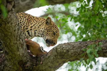 A young male leopard and his mother on a kill in a tree with some hyaena interaction