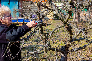 Naklejka premium Elderly woman is cutting branches, pruning fruit trees with shears
