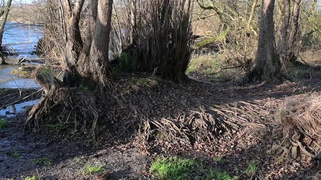 Mighty washed out roots of old alder trees (Alnus) on the Roeggeliner lake in Mecklenburg-Western Pomerania, Germany