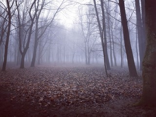 fog in the forest