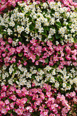 a lot of red and white flowers as a background