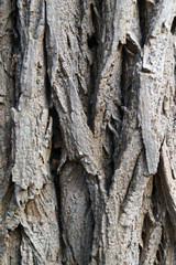bark of a tree