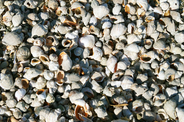     many shells lit by the sun for the background     
