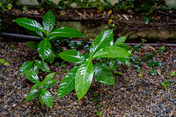 plant in the ground