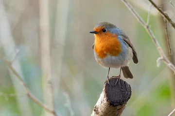 Tuinposter roodborstje op tak © james