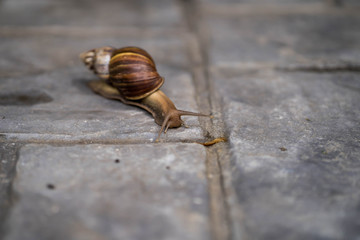 Giant snail crawling at ground in garden.