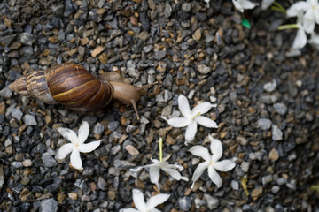 Giant snail crawling at the ground.