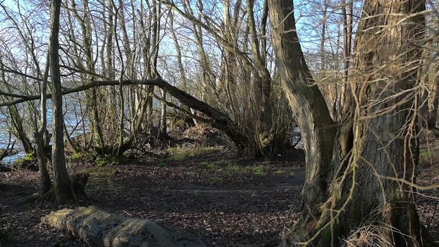 Forest of old bare alder trees on the shore of a lake