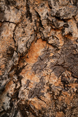 Textured tree bark background.