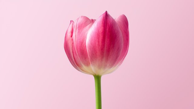pink tulip on white background