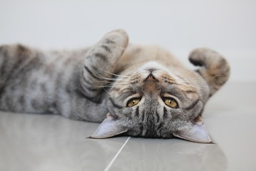 Cat kitten American shorthair lying supine. It's happy.