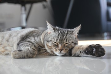 Cat kitten American shorthair is sleeping. It's happy.