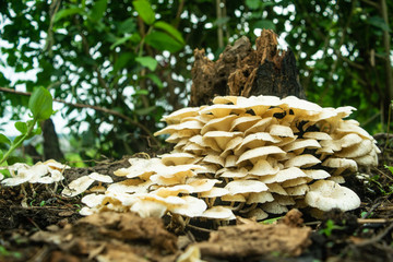 white mushroom on mango tree stump