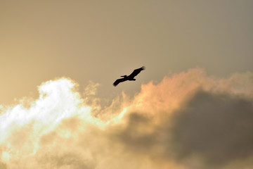 bird silhouette in flight