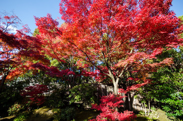 Koko-en Garden in autumn at Himeji, Hyogo Prefecture