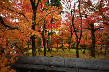 Naklejka na ściany i meble Eikando temple at peak autumn foliage