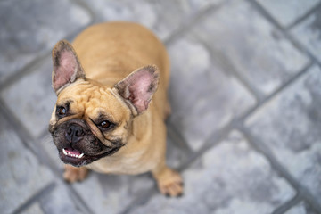 Portrait of cute french bulldog looking to camera.