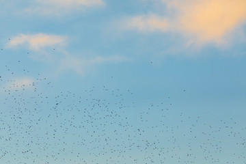 Grupo de estorninos comunes (sturnus vulgaris) volando al atardecer