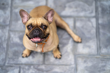 Portrait of cute french bulldog looking to camera.