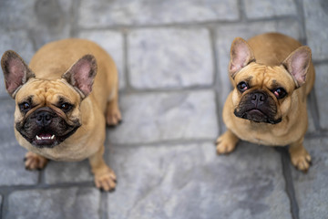 Cute looking french bulldog sitting in garden looking to the camera.