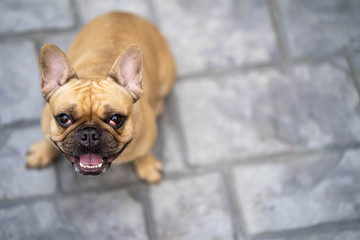 Obraz premium Portrait of cute french bulldog looking to camera.