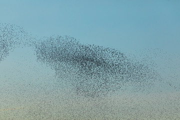 Fototapeta premium Grupo de estorninos comunes (sturnus vulgaris) volando al atardecer