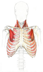 Anatomical color pencil drawing of the human body muscules and bones.