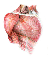 Anatomical color pencil drawing of the human body muscules and bones.