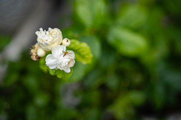 Little spider crawling on blossom jasminum sambac. 