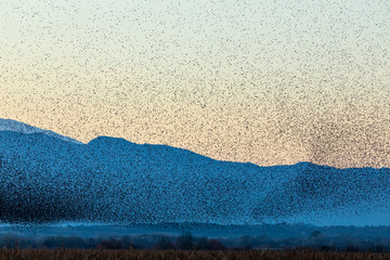 Grupo de estorninos comunes (sturnus vulgaris) volando al atardecer