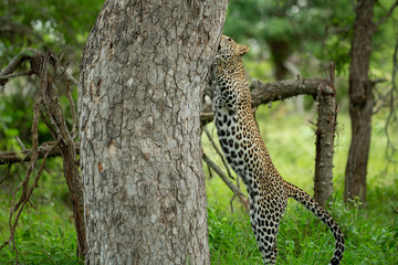 Fototapeta na wymiar A young male leopard and his mother in a tree and playing around