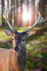 Hirsch im Wald bei Sonnenschein