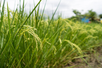 Rice paddy fields against cloudy sky.