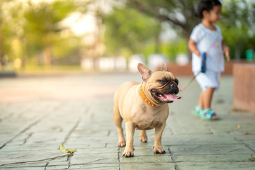 A girl leading her cute french bulldog with a leash in the park.