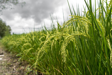 Rice paddy fields against cloudy sky.