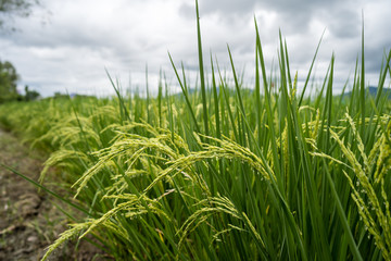 Rice paddy fields against cloudy sky.