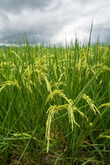 Rice paddy fields against cloudy sky.