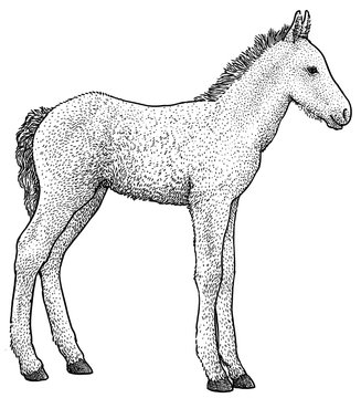 Foal illustration, drawing, engraving, ink, line art, vector