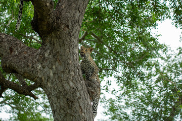 A young male leopard and his mother in a tree and playing around