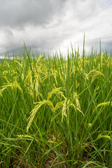 Rice paddy fields against cloudy sky.