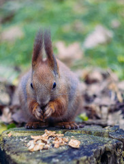 A little rodent is looking around for food. Squirrel is eating nuts. Cute chipmunk is feed  on ground. Selective depth of focus and blurred background. (Sciurus vulgaris, rodent).