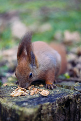 A little rodent is looking around for food. Squirrel is eating nuts. Cute chipmunk is feed  on ground. Selective depth of focus and blurred background. (Sciurus vulgaris, rodent).