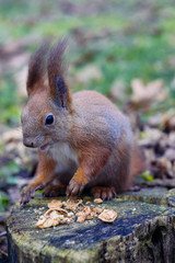 A little red rodent is looking around for food. Squirrel is standing on the tree stump. Close up portrait look at the camera. Selective depth of focus and blurred background. (Sciurus vulgaris, rodent