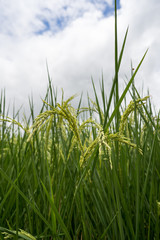Rice paddy fields against cloudy sky.